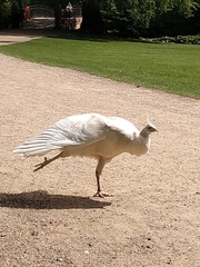 Pavo cristatus