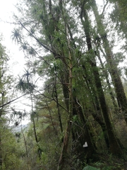 Dracophyllum elegantissimum