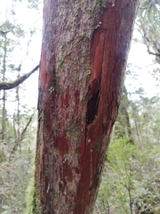 Dracophyllum elegantissimum