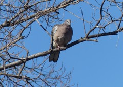 Streptopelia chinensis