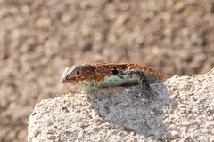 Liolaemus zapallarensis