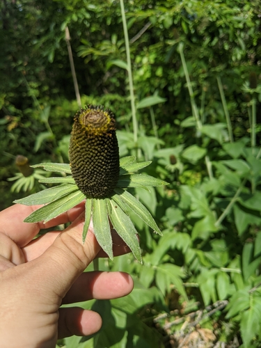 Showy coneflower (Rudbeckia alpicola)