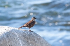 Cinclodes nigrofumosus