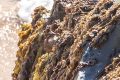 Cinclodes nigrofumosus