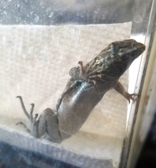 Uta stansburiana