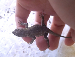 Uta stansburiana