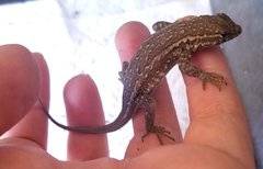 Uta stansburiana