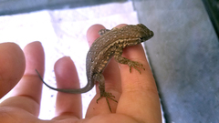 Uta stansburiana