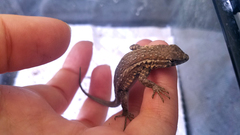 Uta stansburiana