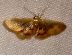 Idaea scintillularia