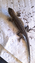 Uta stansburiana