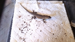 Uta stansburiana