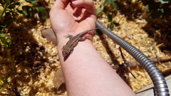 Uta stansburiana