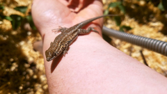 Uta stansburiana