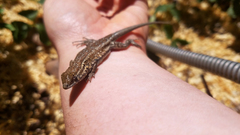 Uta stansburiana