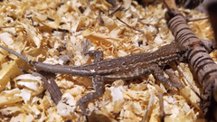 Uta stansburiana