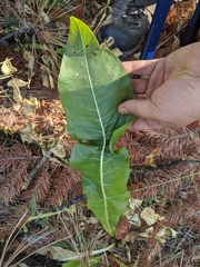 Wyethia amplexicaulis
