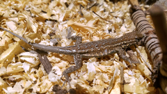 Uta stansburiana