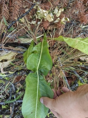 Wyethia amplexicaulis