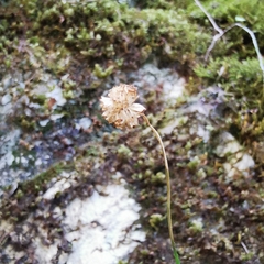 Phyteuma scheuchzeri