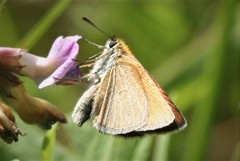 Thymelicus sylvestris