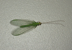 Pseudomallada flavifrons