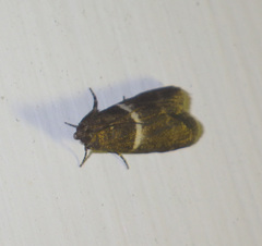 Elegia similella