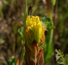 Castilleja levisecta