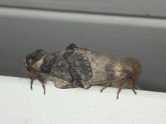 Thaumetopoea processionea