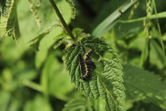 Aglais urticae