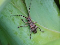 Hexatricha pulverulenta