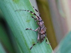 Hexatricha pulverulenta