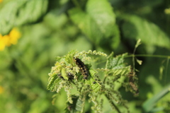Aglais urticae