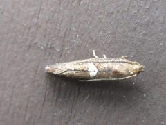 Acrolepiopsis sapporensis