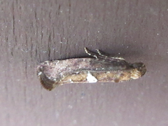 Acrolepiopsis sapporensis