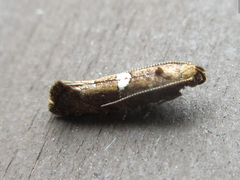 Acrolepiopsis sapporensis