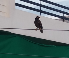 Acridotheres tristis