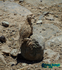 Phrynocephalus persicus