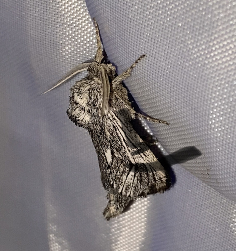 Hypopta palmata photo 2