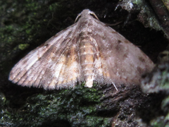 Araeopteron amoena
