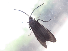 Balataea funeralis