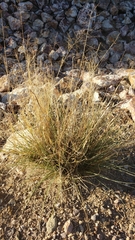 Muhlenbergia porteri