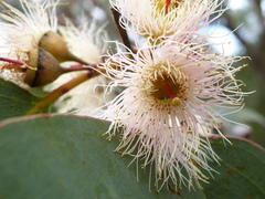 Eucalyptus leucoxylon megalocarpa