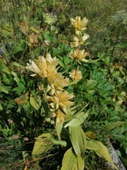 Gentiana burseri burseri