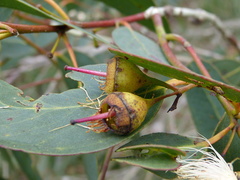 Eucalyptus leucoxylon megalocarpa