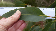 Eucalyptus leucoxylon megalocarpa