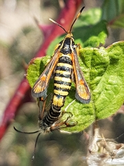 Bembecia ichneumoniformis