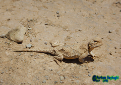 Phrynocephalus persicus