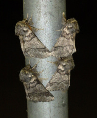 Thaumetopoea processionea