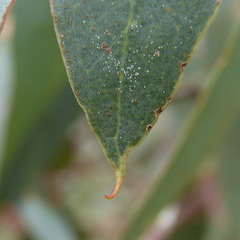 Eucalyptus leucoxylon megalocarpa